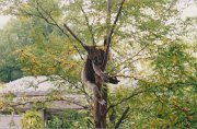 003-Koala bear in Columbus Zoo